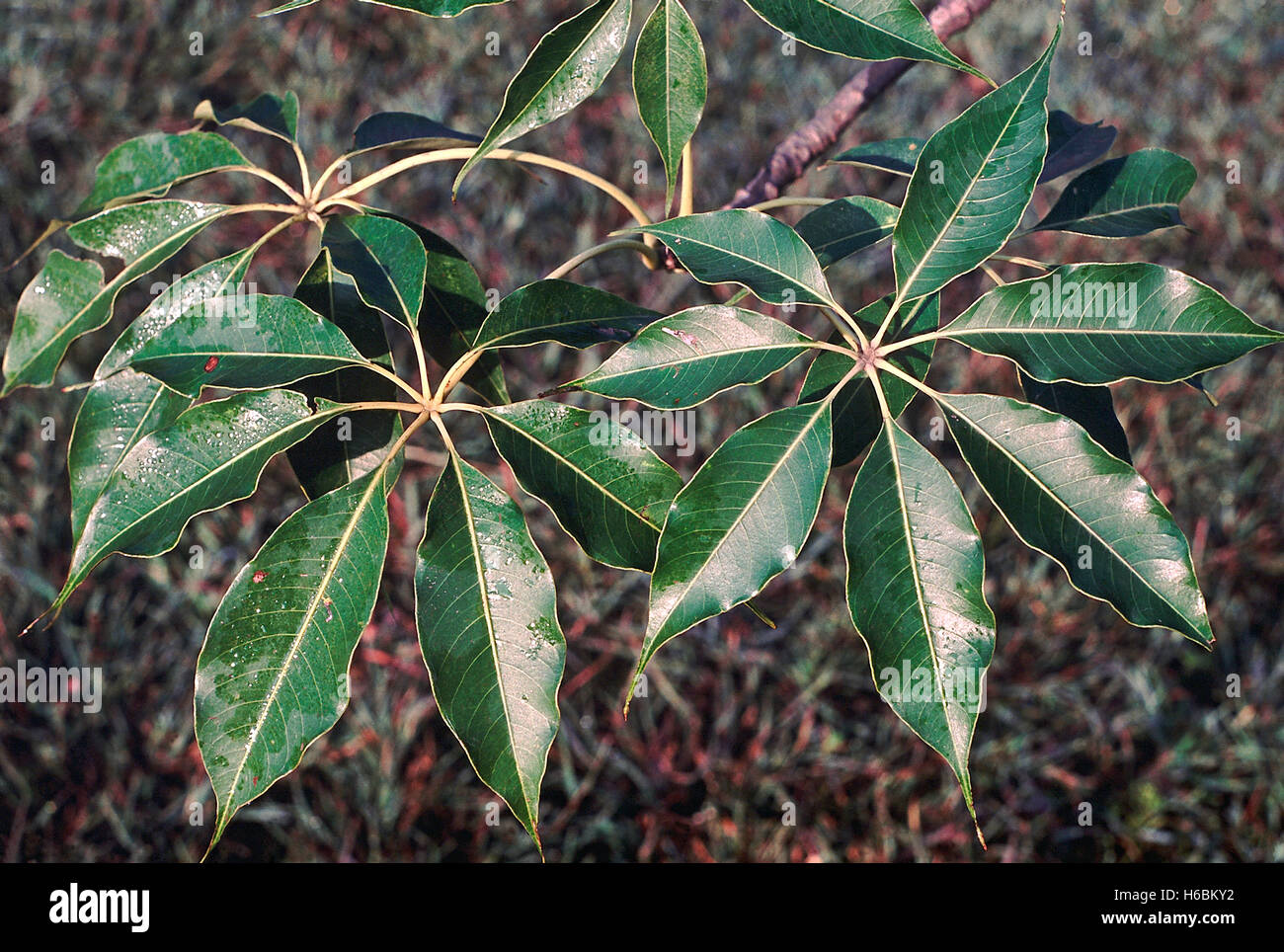 Leaves Bombax Ceiba Red Silk Cotton Tree Family Bombacaceae A Large Deciduous Tree With Beautiful Flowers That Are Pollinat Stock Photo Alamy Leaves Bombax Ceiba Red Silk Cotton Tree Family Bombacaceae A Large Deciduous Tree With Beautiful Flowers That Are Pollinat Stock Photo Alamy