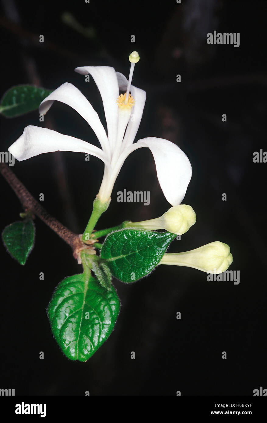 A large shrub with beautiful white flowers. Turraea Villosa. Family: Meliaceae. Stock Photo