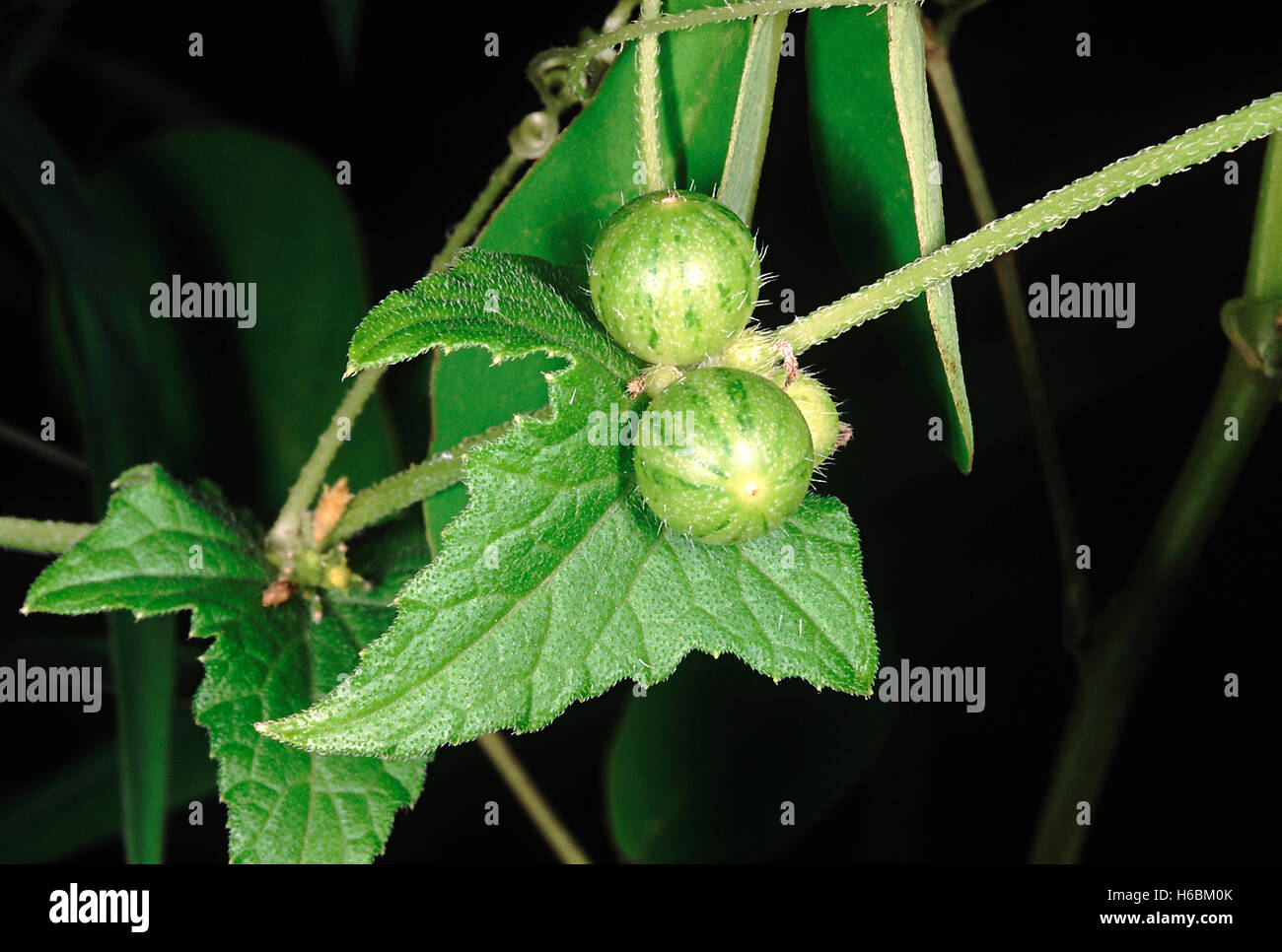 Close up of raw fruit. Family Cucurbitaceae. A herbaceous climber. The