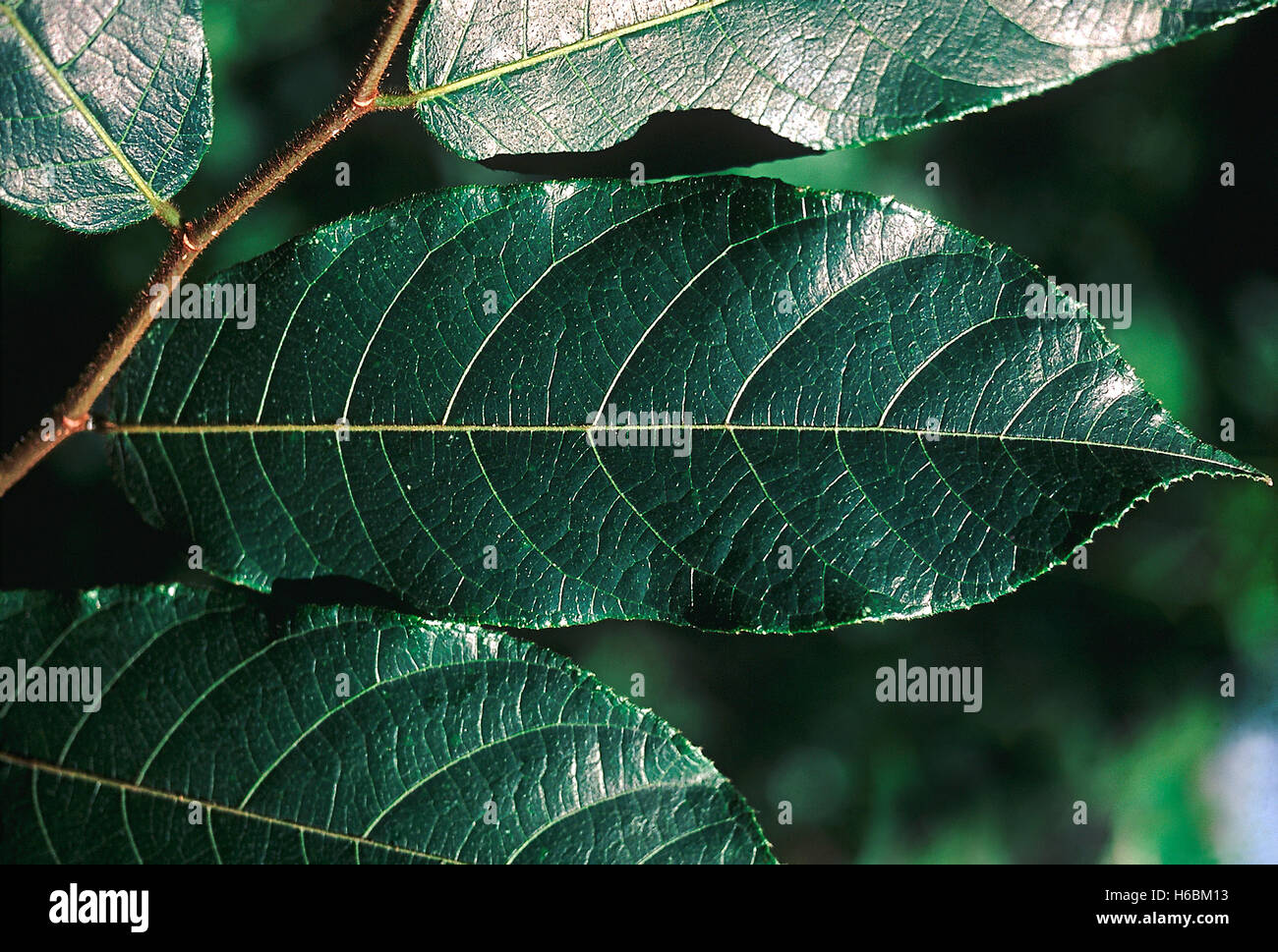 Leaves. Antiaris Toxicaria. Upas tree/ Ipoc tree. Family: Moraceae. A very large forest tree found in the evergreen forests Stock Photo
