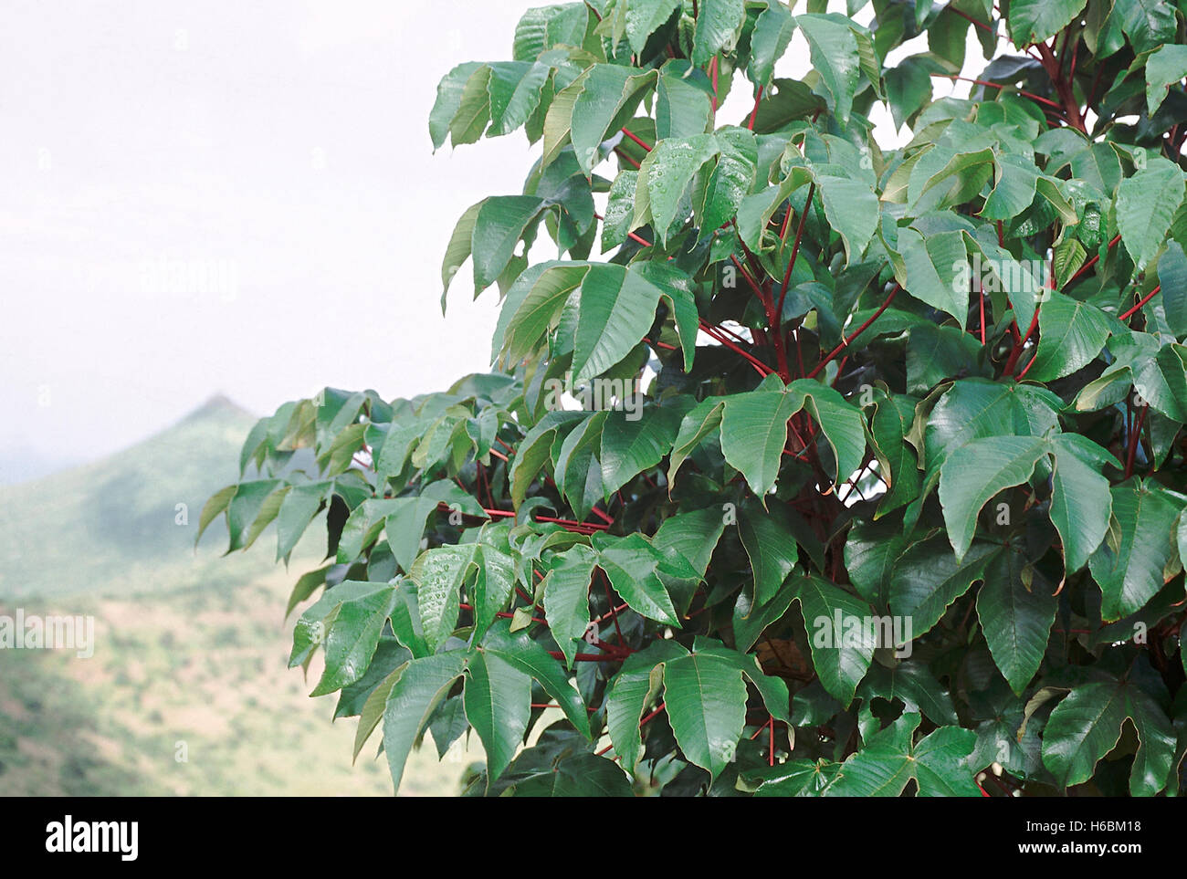 Cotton tree hires stock photography and images Alamy