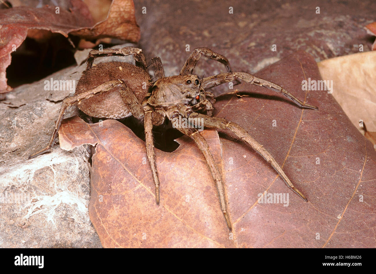 Wolf spider. A nocturnal spider which actively hunts for its prey on the ground instead of building a web. Stock Photo