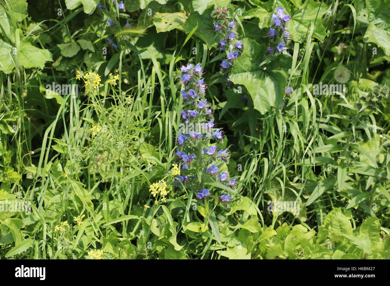 Wild blue flowers available in high-resolution and several sizes to fit the needs of your project Stock Photo