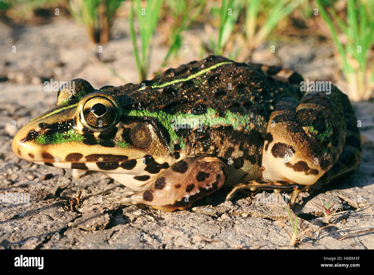 Hoplobatrachus Tigerinus. Indian bull frog. A large frog commonly found in paddy fields and near ponds. Stock Photo