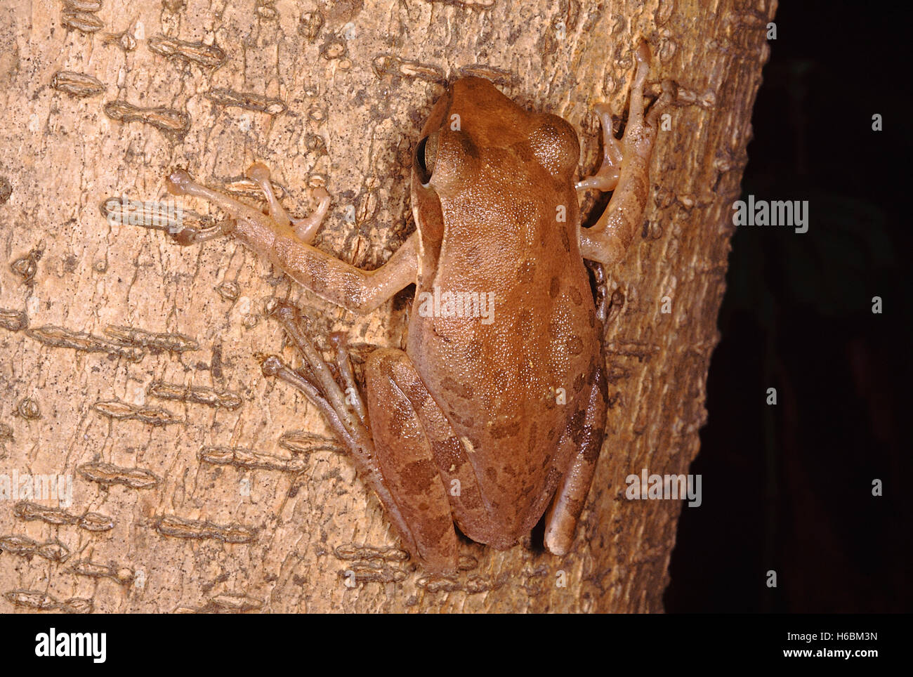 Polypedates Maculatus. Common tree frog. A medium sized frog that is found in moist deciduous forest areas. It lives on trees Stock Photo