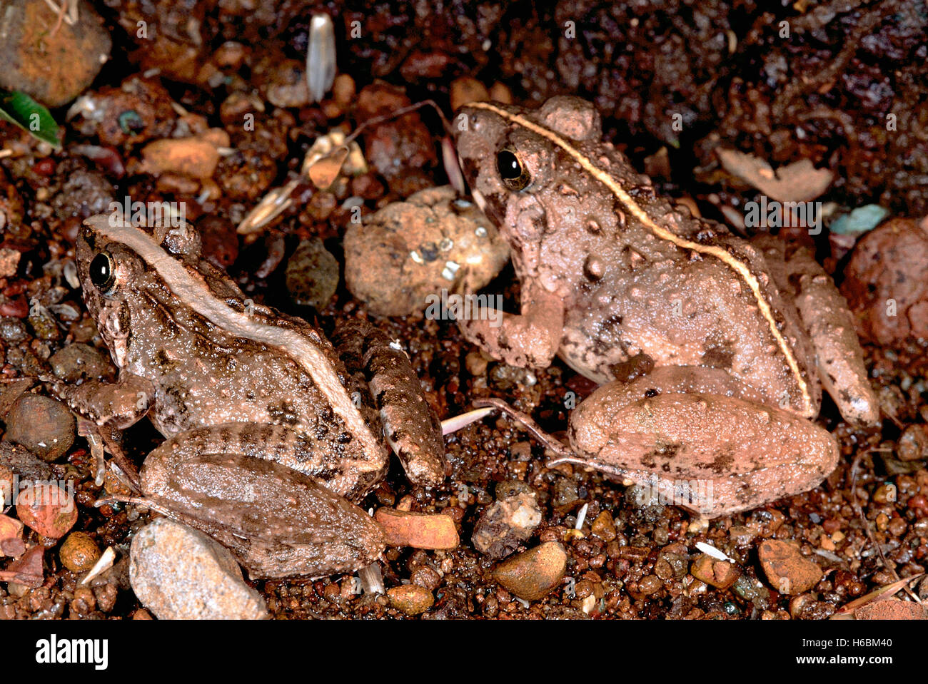 Rana Limnocharis group. Cricket frogs. Small frogs which have calls similar to that of crickets. Stock Photo