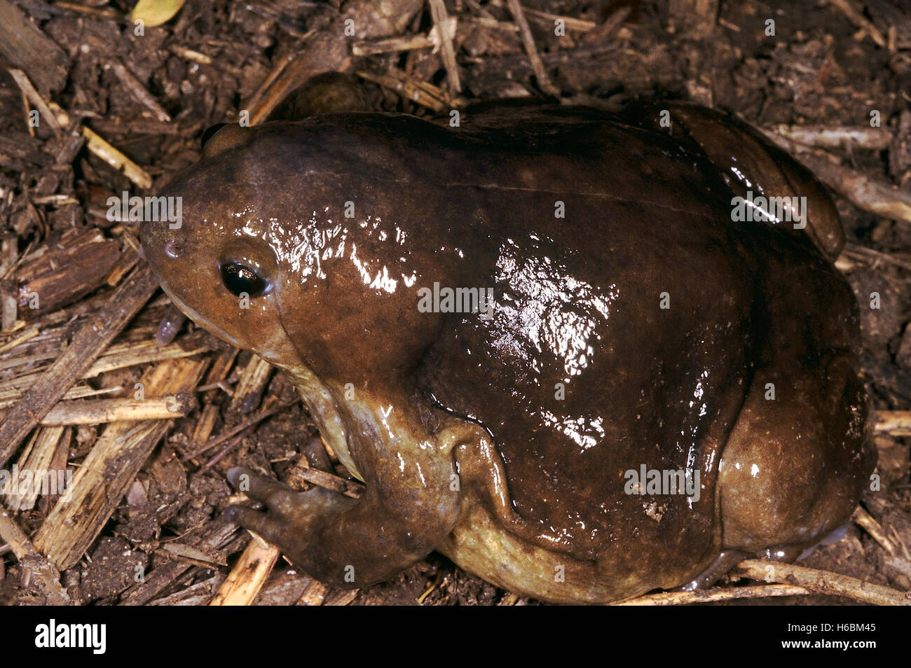 Uperodon Globosum. Indian Balloon frog.,A medium sized, stout bodied frog which inflates its body like a balloon when threatened Stock Photo