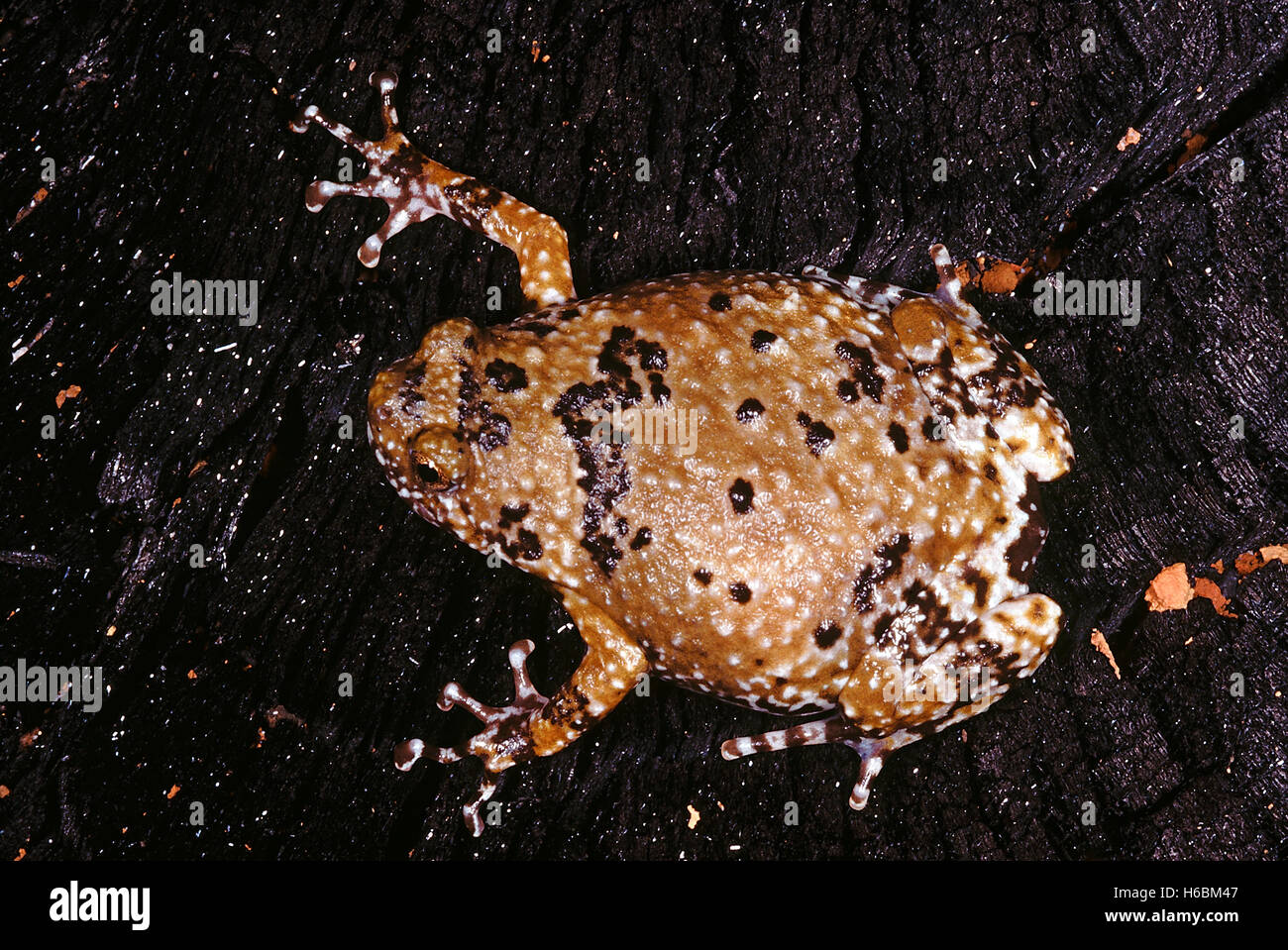 Ramanella Variegata. Variegated Ramanella. This small frog has discs on its finger tips and not on the toes Stock Photo