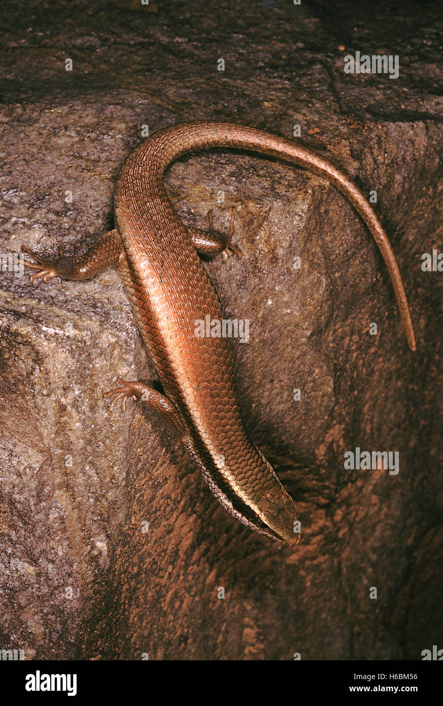 Mabuya sp. Common skink. The common skink usually lives in leaf litter and feeds on insects. They are diurnal lizards. Stock Photo