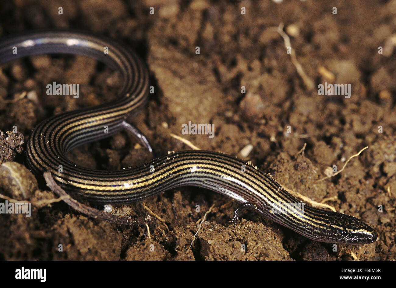 Riopa sp. Snake skink. An extremely elongated skink with reduced limbs. A close up of the anterior part of the body Stock Photo