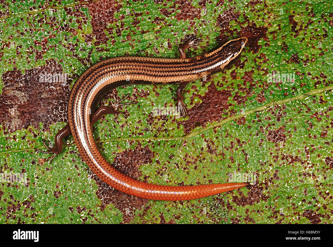 A skink resembling Riopa. The body of this species is shorter and the tail is brightly coloured. Stock Photo