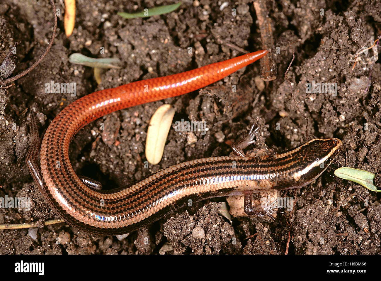 A skink resembling Riopa. The body of this species is shorter and the tail is brightly coloured. Stock Photo
