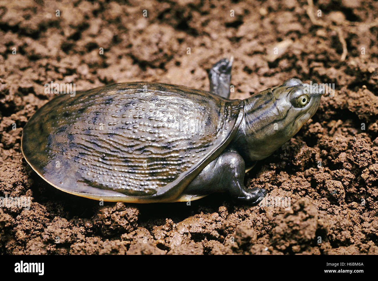 Lissemys Punctata. Indian Flapshell turtle. This turtle has a leathery carapace. It is found in ponds, rivers and lakes Stock Photo