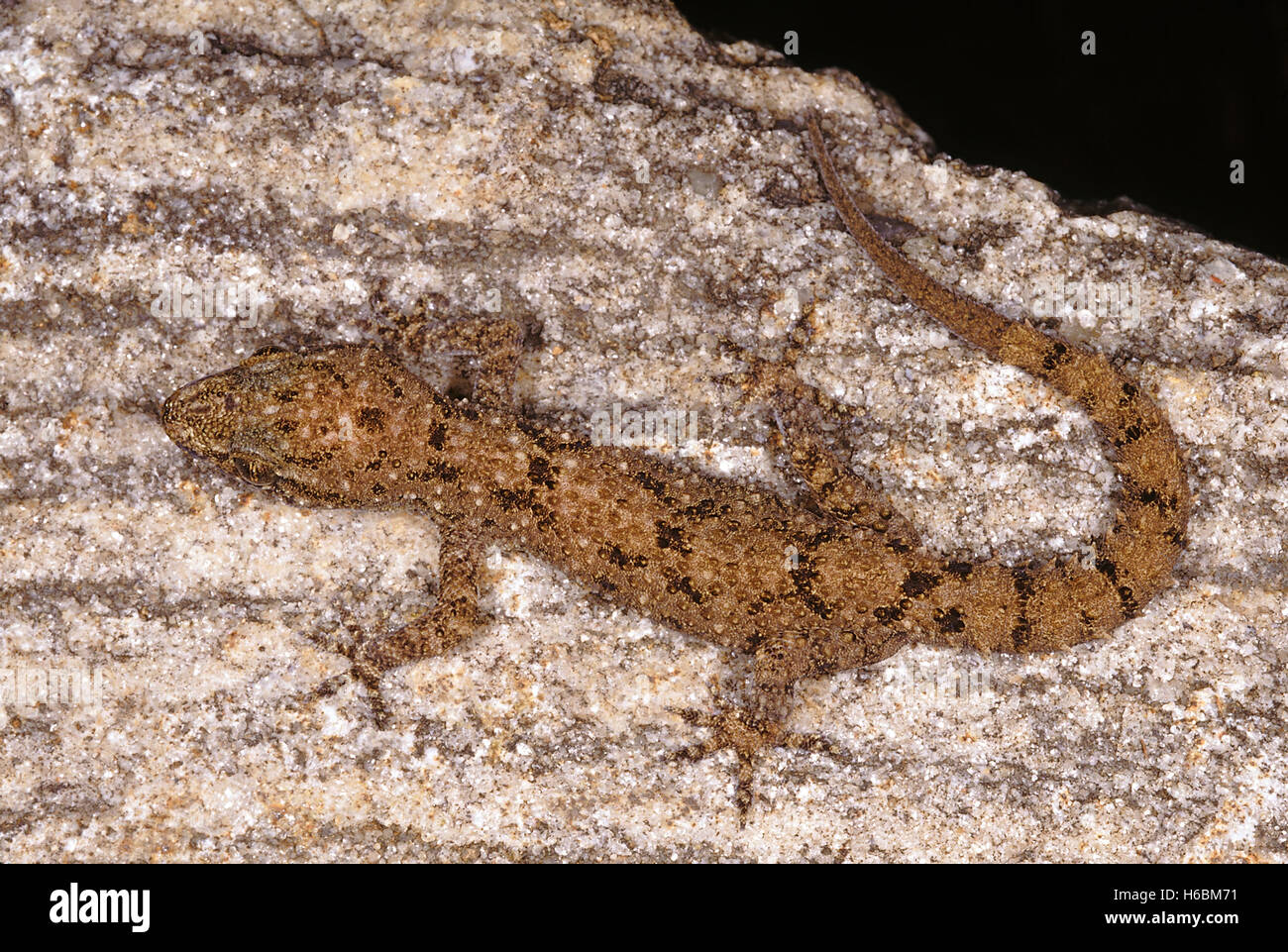 Hemidactylus Brooki. Brook's gecko. A very common gecko found in a variety of habitats. Stock Photo