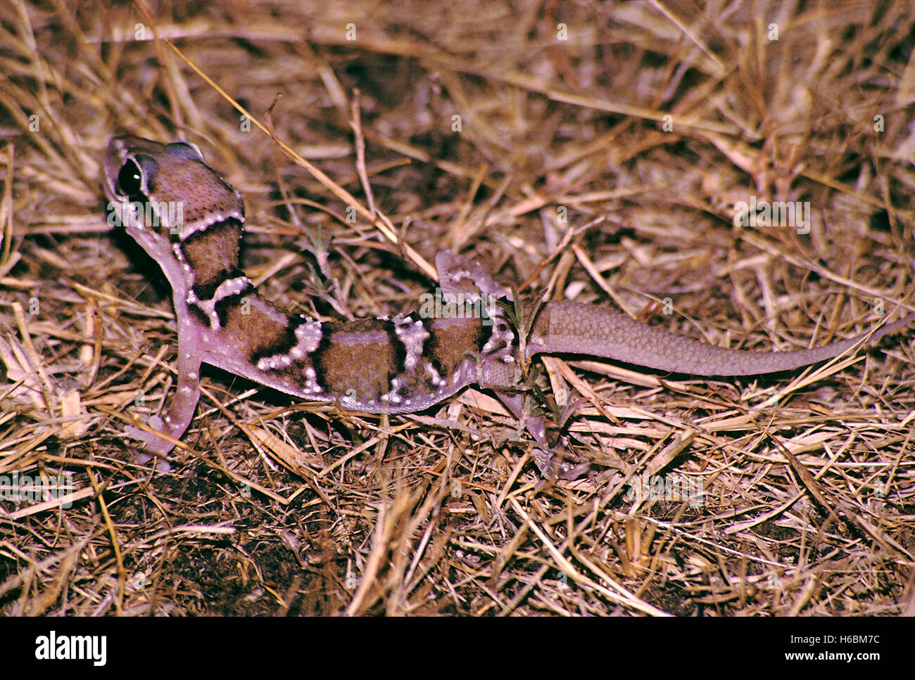 TERMITE HILL GECKO, Hemidactylus Triedrus. Brightly coloured gecko found in open areas. Feeds on termites Stock Photo