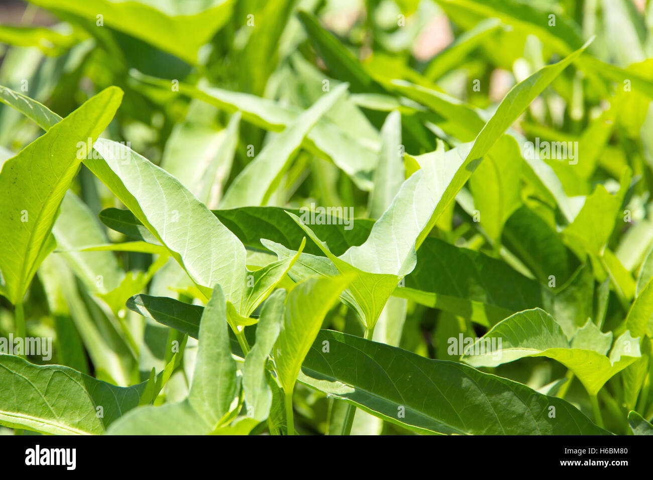 close up of morning glory leaf Stock Photo