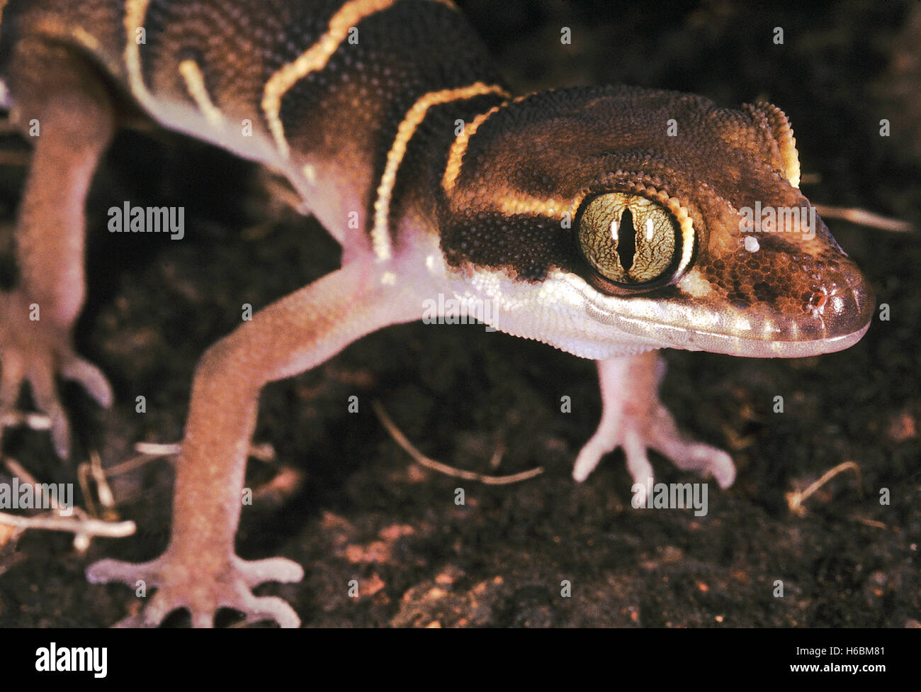 Cyrtodactylus Dekkanensis. Deccan Banded gecko. Close up of the face. A typical forest species found at night on the forest floo Stock Photo