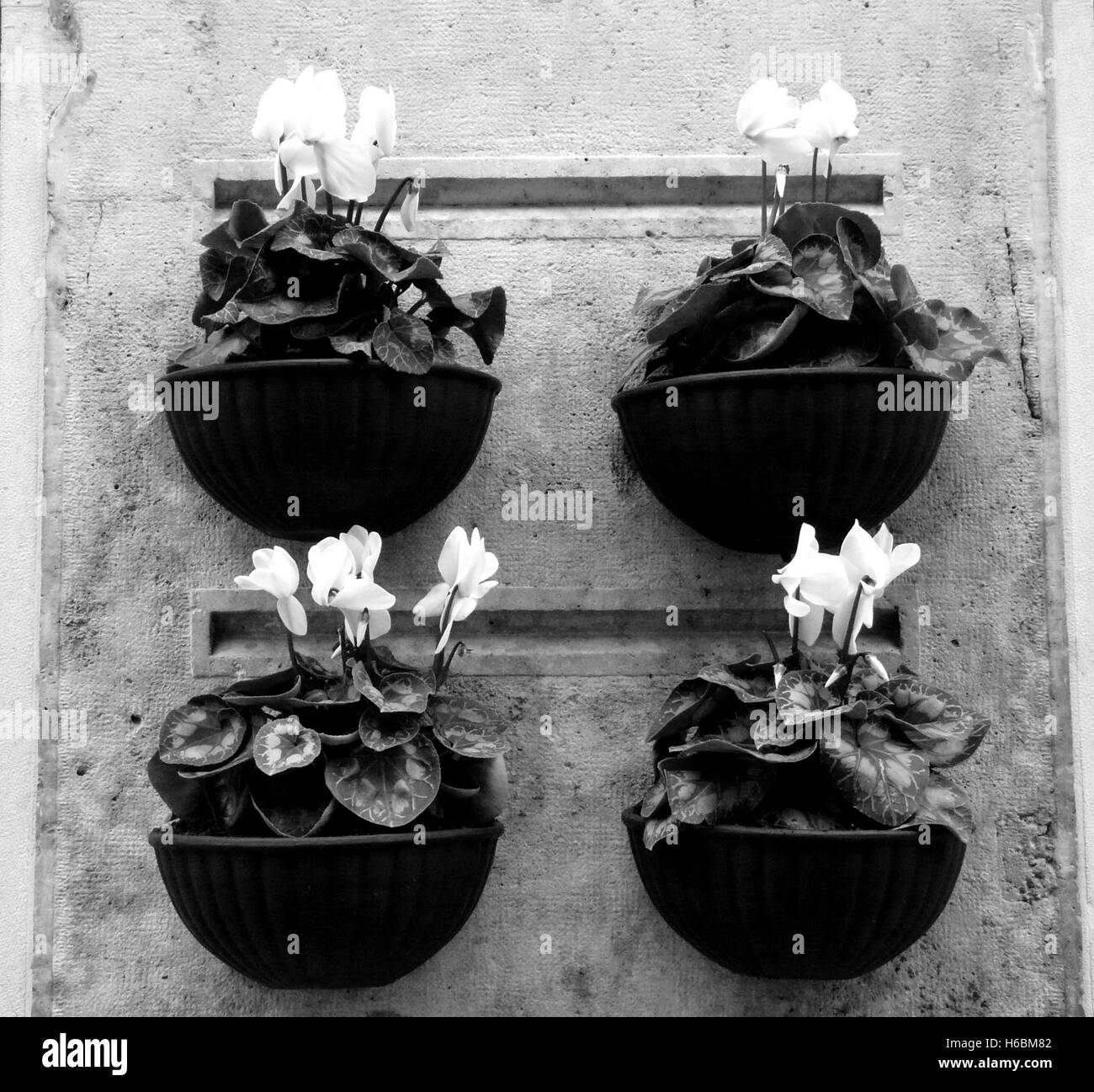Black and white spring flowers in four flowerpots hanging on grey wall, in Venice, Italy Stock Photo