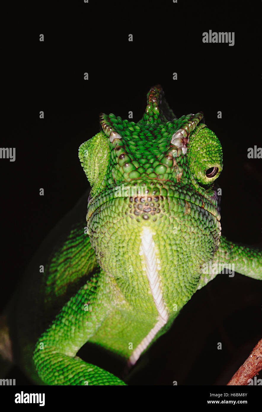 The chameleon has the ability to change its colour as well as shade depending on its mood and surroundings. Chameleon Zeylanicus Stock Photo