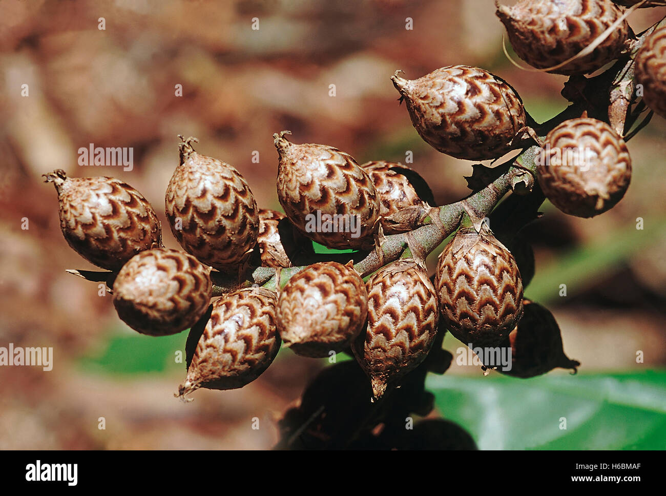 Fruit of cane liana hires stock photography and images Alamy