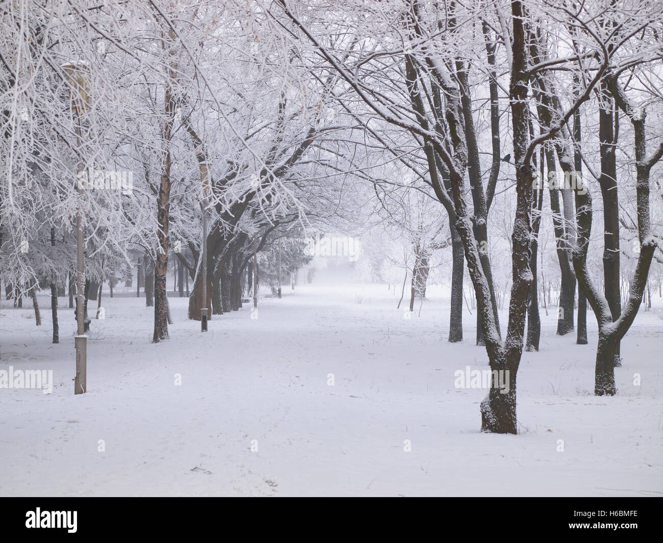 Alley in winter city park hi-res stock photography and images - Alamy