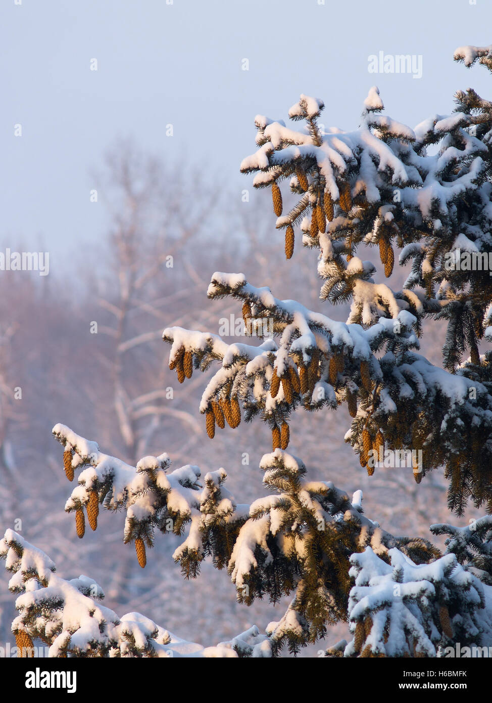 Spruce tree branches with cones covered with snow and defocused tree ...