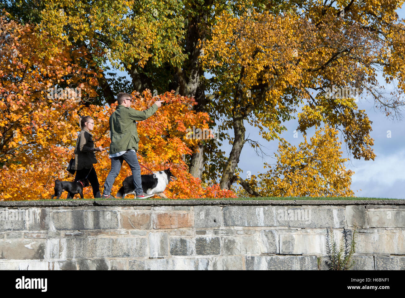 Canada, Quebec, Quebec City. Young couple walking their dogs on the old
