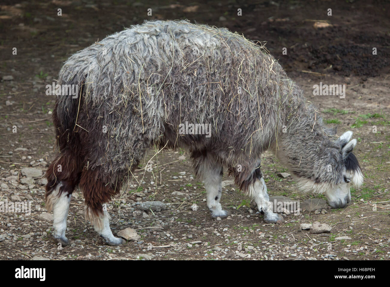 Alpaca (Vicugna pacos). Stock Photo