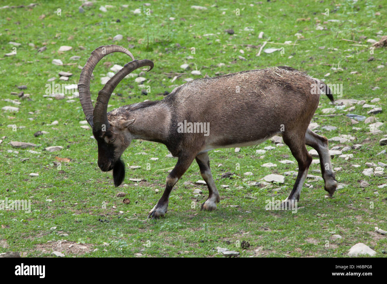 Bezoar ibex (Capra aegagrus aegagrus), also known as the Anatolian Bezoar ibex. Wildlife animal. Stock Photo