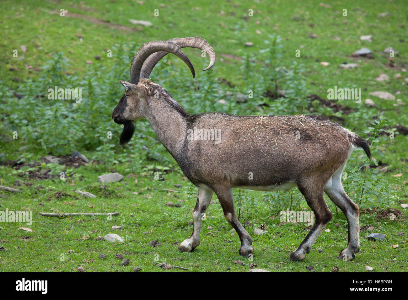 Bezoar ibex (Capra aegagrus aegagrus), also known as the Anatolian Bezoar ibex. Wildlife animal. Stock Photo