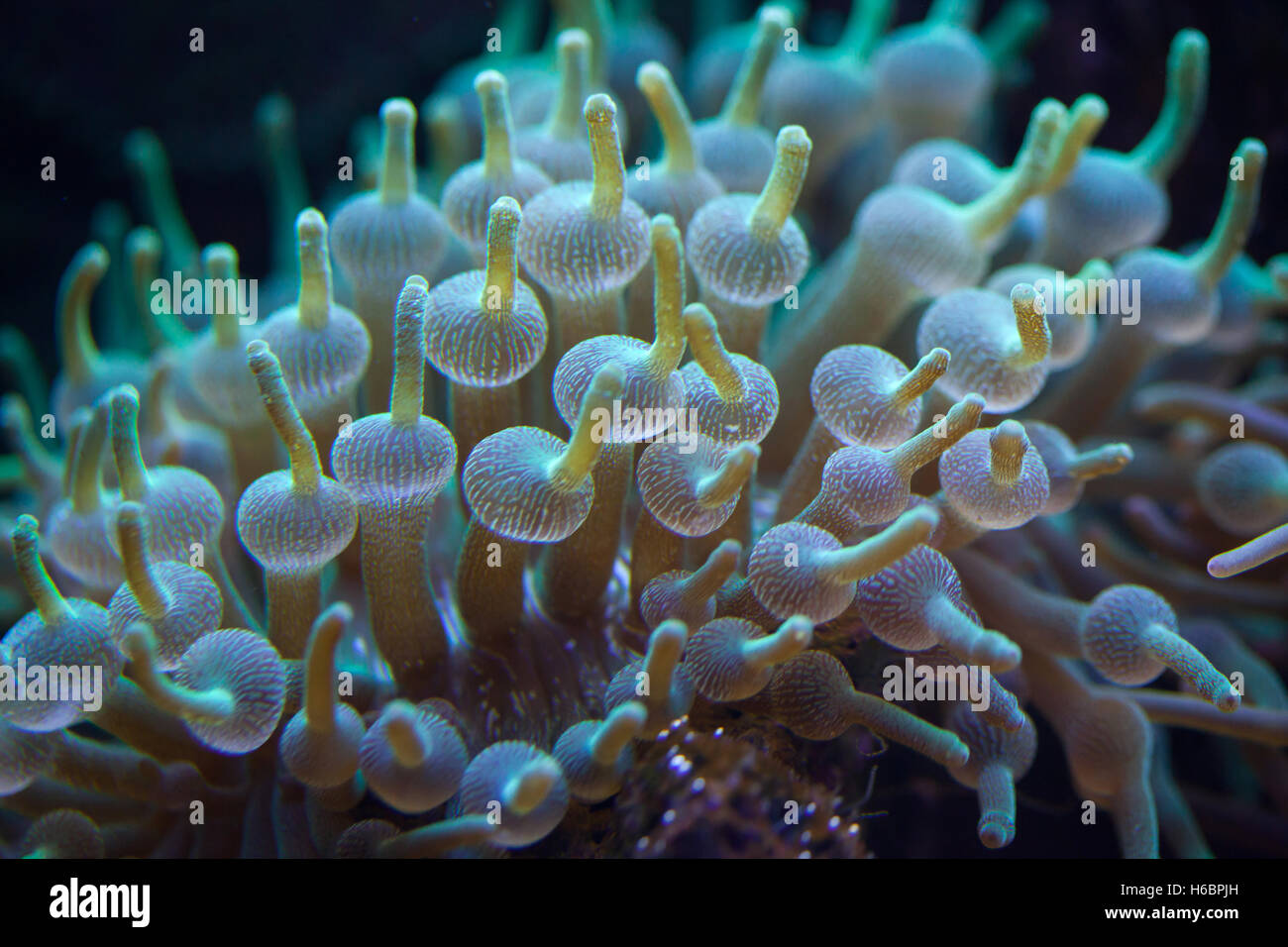 Green bubble-tip anemone (Entacmaea quadricolor). Wildlife animal. Stock Photo