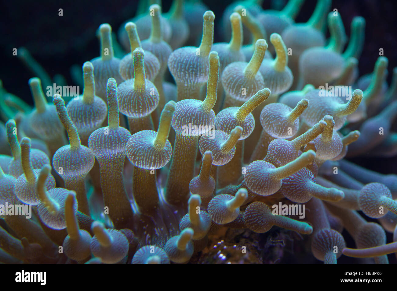 Green bubble-tip anemone (Entacmaea quadricolor). Wildlife animal. Stock Photo