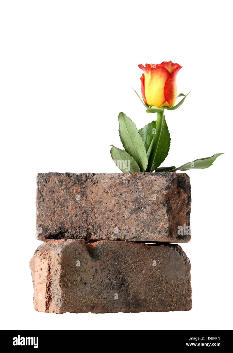 Red flower rose in bricks Stock Photo