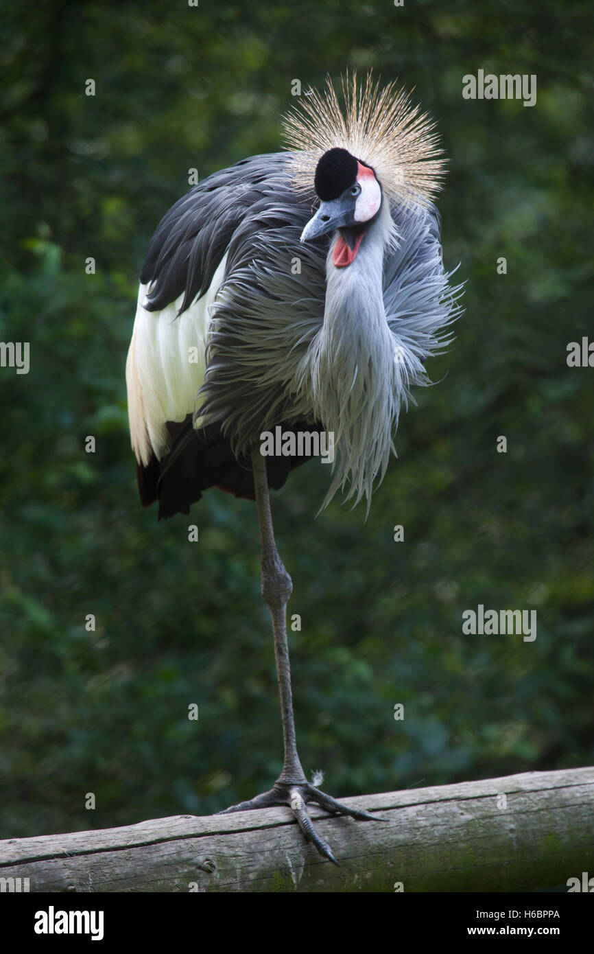 East African crowned crane (Balearica regulorum gibbericeps), also known as the crested crane. Wildlife animal. Stock Photo