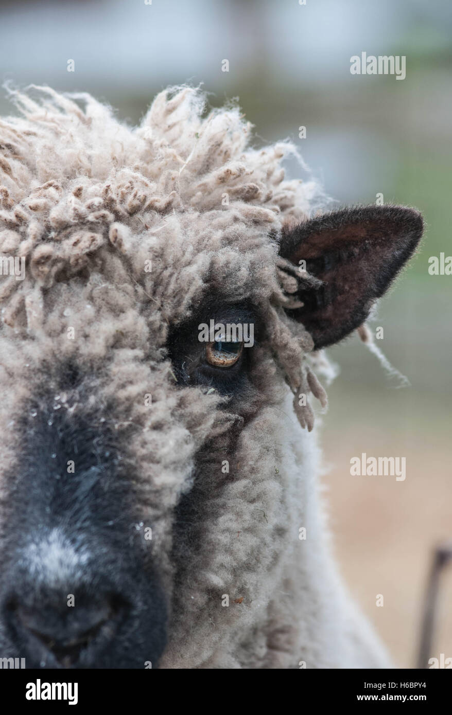A blackfaced sheep face Stock Photo Alamy