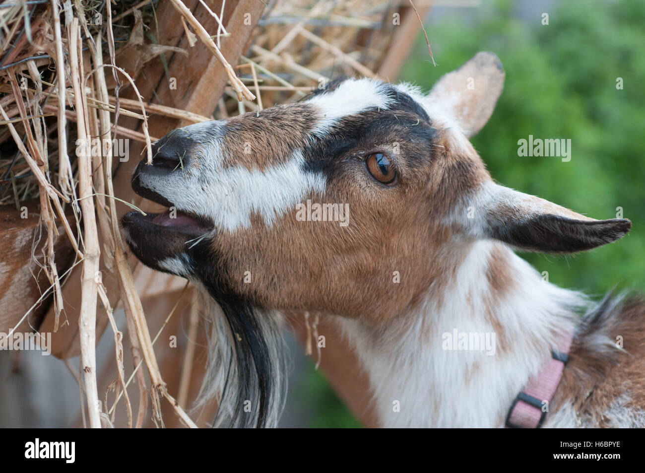 A juvenile goat eats hay from a feeder on a farm. Stock Photo
