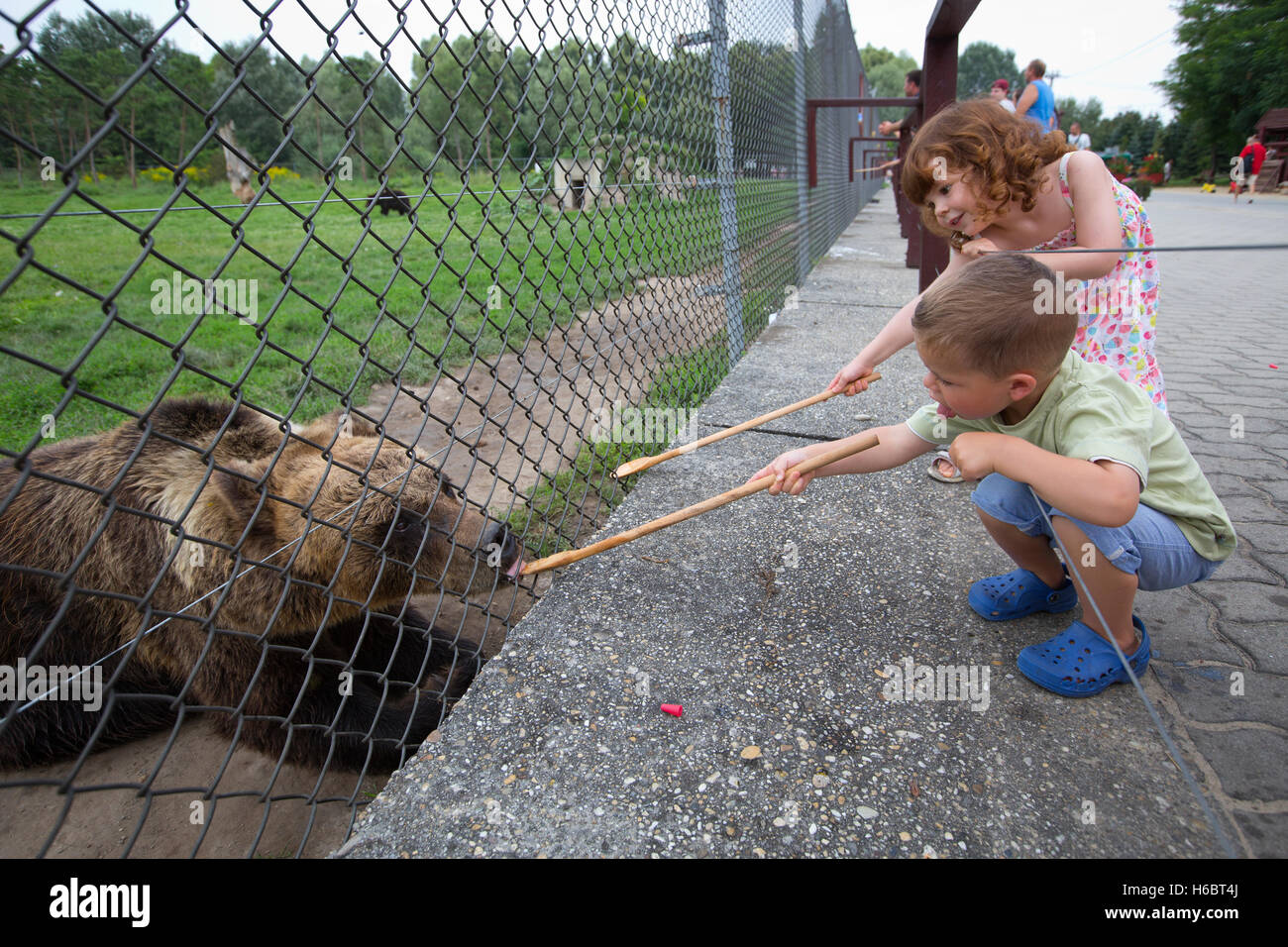 The Bear Farm, Medveotthon bear sanctuary near Budapest, where tourists can feed the bears honey on a stick, Hungary, Europe Stock Photo