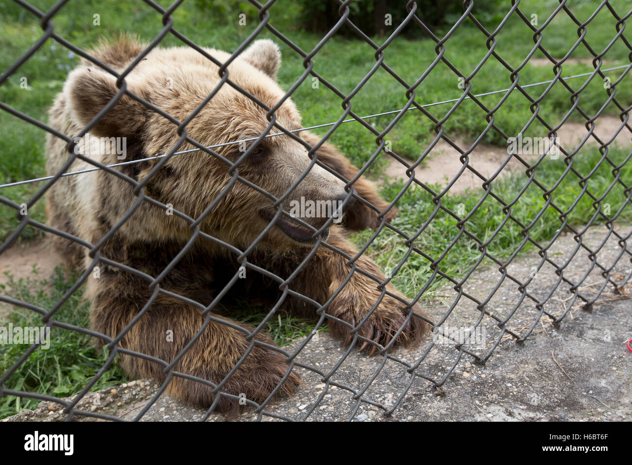 The Bear Farm, Medveotthon bear sanctuary near Budapest, where tourists can feed the bears honey on a stick, Hungary, Europe Stock Photo