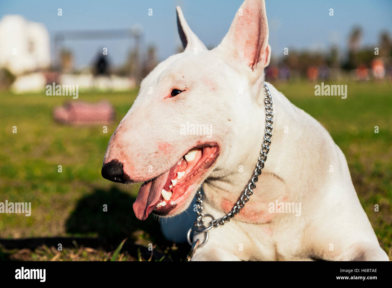 Portrait of a white Bull Terrier dog, looking very happy sitting on the lawn of an urban park on a sunny day. Stock Photo