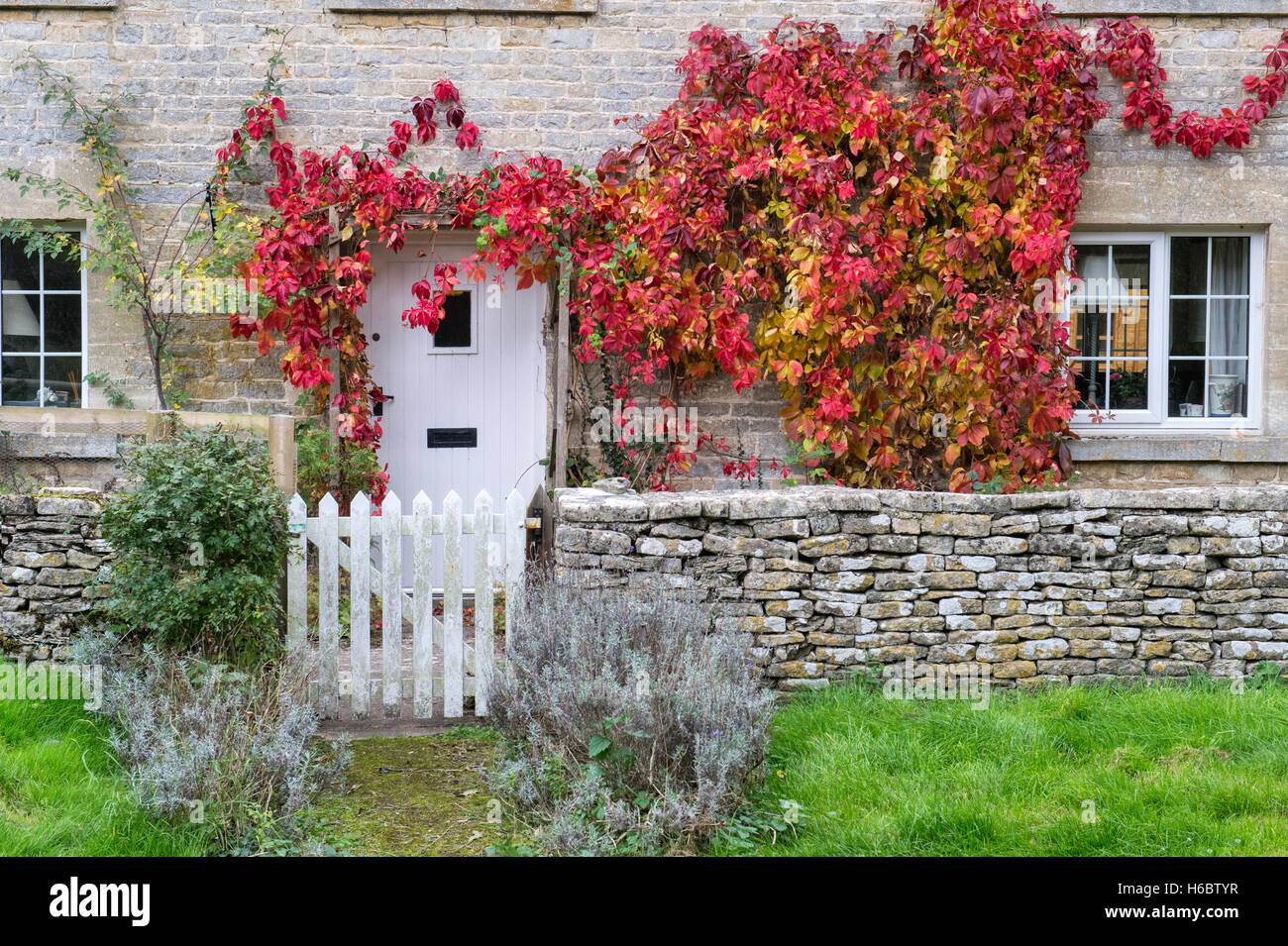 Parthenocissus quinquefolia. Virginia Creeper / American ivy on a cottage in Ablington, Cotswolds, Gloucestershire, England Stock Photo