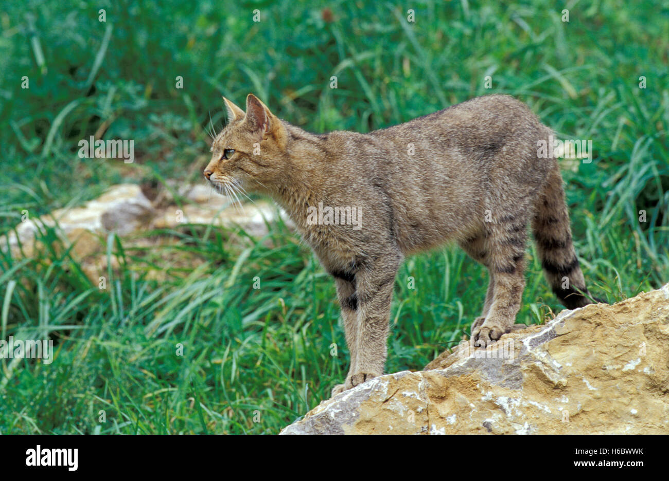 European Tree Cat European wild cat Stock Photo - Alamy
