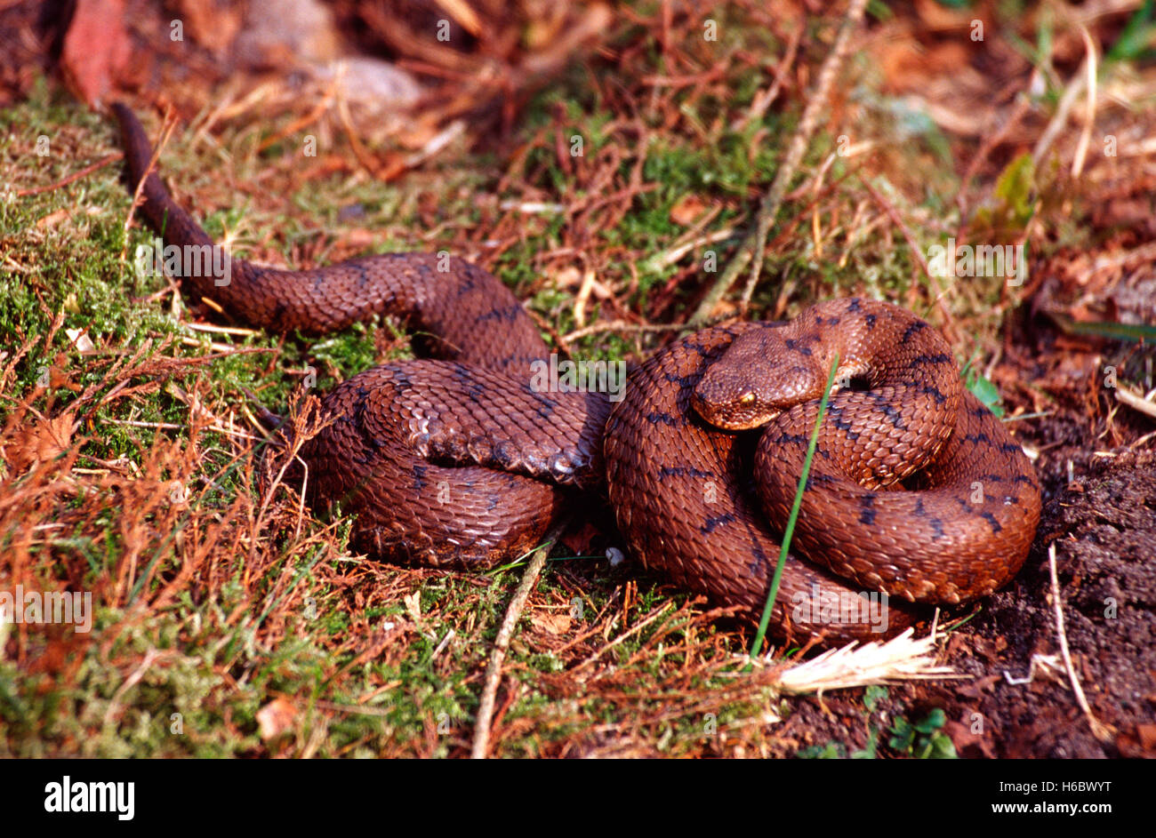 Asp vipers hi-res stock photography and images - Alamy