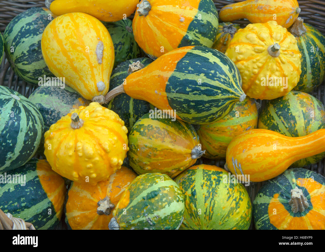 Mixed squashes on display in a wicker basket Stock Photo