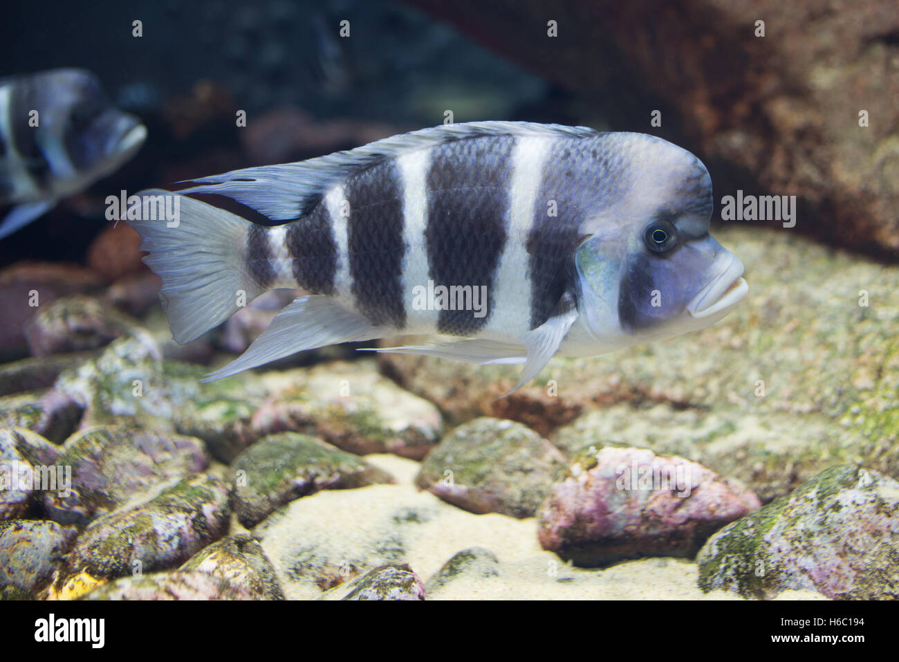 close up on tropical Cyphotilapia frontosa fish Stock Photo