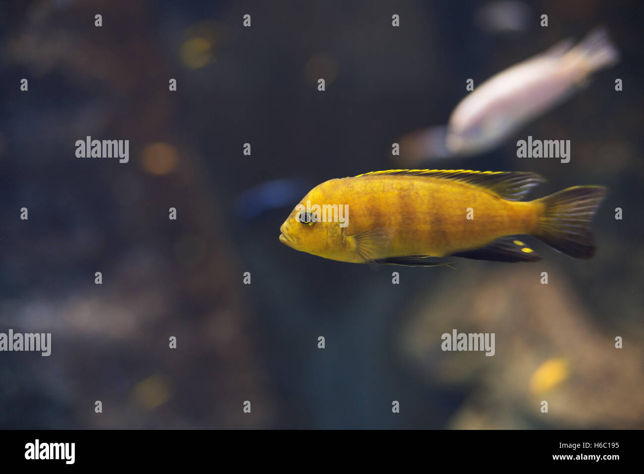 close up on yellow cichlid Labidochromis caeruleus Malawi fish Stock Photo