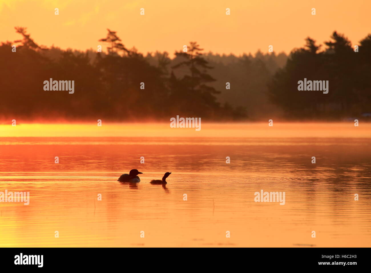 A common Loon and baby on a misty lake at sunrise in Canada Stock Photo