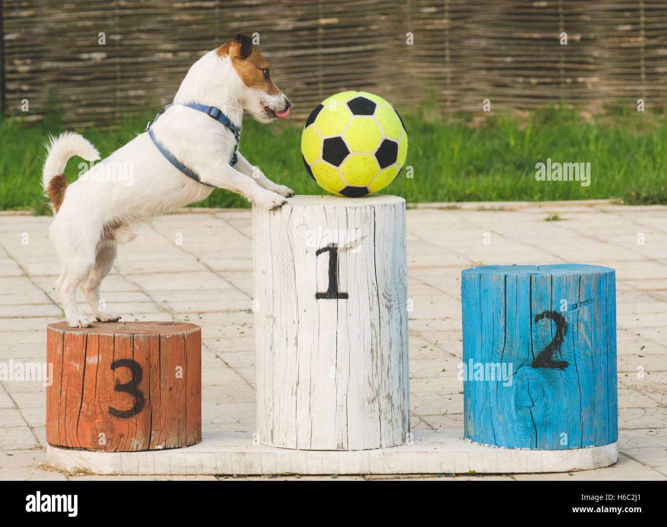 Dog playing football on podium wants award Stock Photo Alamy
