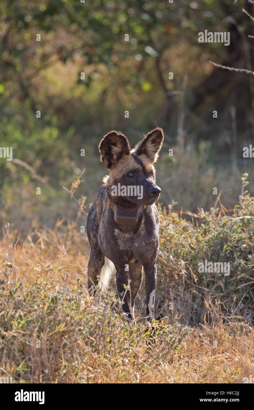 Africa wild dog with radio collar also known as Cape hunting dog and African painted dog Laikipia Wilderness Nanyuki Kenya Stock Photo
