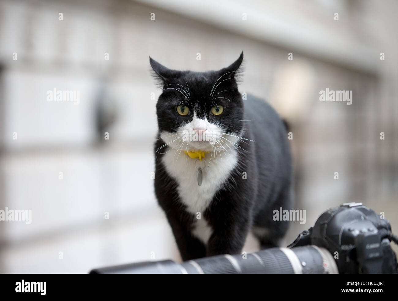 Palmerston,the Foreign office cat and chief mouser to the Treasury patrols in Downing street.He has fought with Larry number 10 Stock Photo