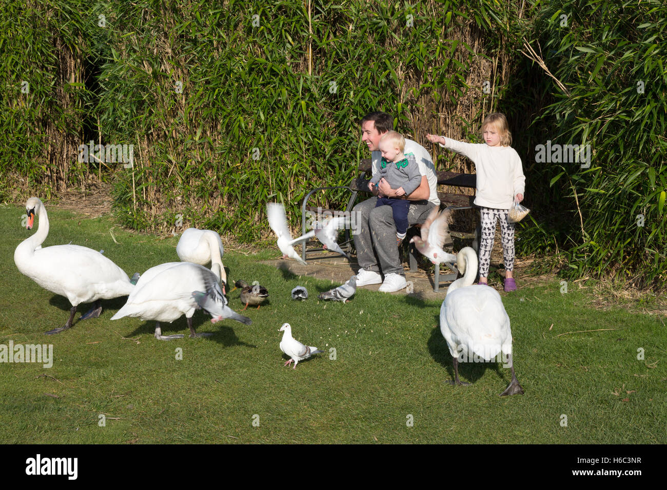 Father and children feeding the birds, UK Stock Photo